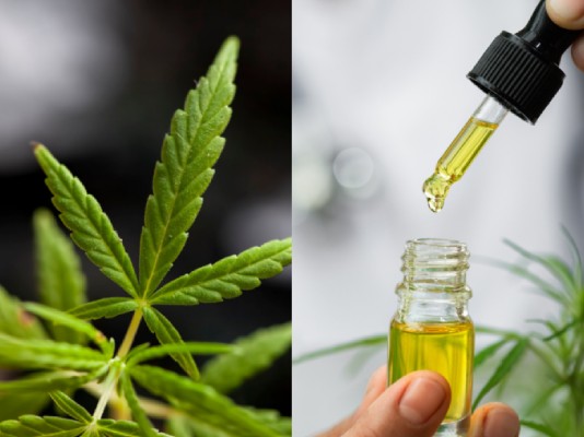 Natures Only CBD Oil Review